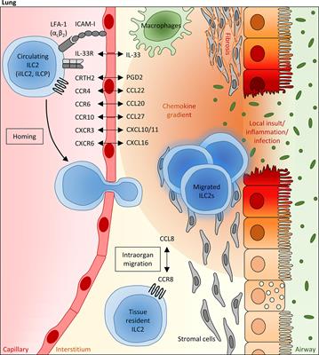 Functional Contribution and Targeted Migration of Group-2 Innate Lymphoid Cells in Inflammatory Lung Diseases: Being at the Right Place at the Right Time